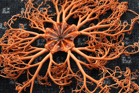 Basket Star l Remarkable Creature - Our Breathing Planet