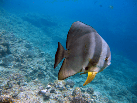 Longfin Batfish l Indo-Pacific species - Our Breathing Planet