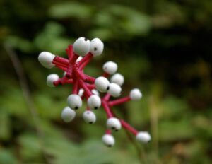 Doll's Eye, White Baneberry, Actaea pachypoda