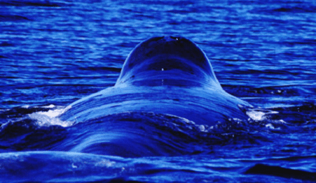 Bowhead Whale l Truly Impressive - Our Breathing Planet