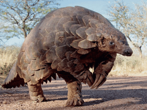 Pangolin, Pholidota