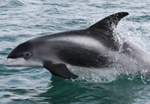 White Beaked Dolphin, Lagenorhynchus albirostris