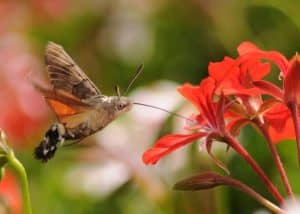 Hummingbrid Hawk Moth, Macroglossum stellatarum