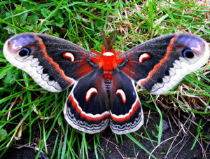 Cecropia Moth, Hyalophora cecropia