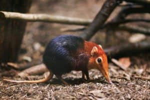 Elephant Shrew, Rhynchocyon petersi