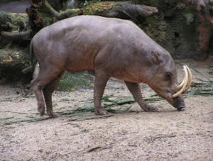 North Sulawesi Babirusa, Babyrousa celebensis