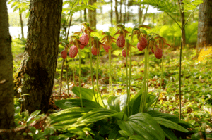 Lady's Slipper Orchid, Cypripedium calceolus