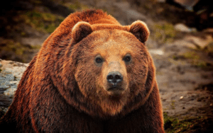 Grizzly Bear, Ursus arctos ssp.