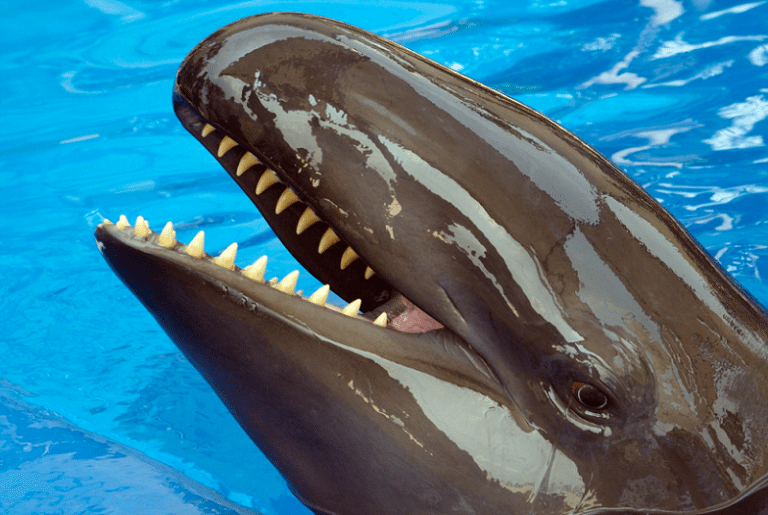 False Killer Whale l Astounding - Our Breathing Planet