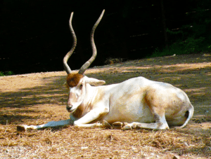 Screwhorn Antelope, Addax nasomaculatus