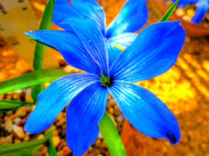 Blue Chilean Crocus, Tecophilaea cyanocrocus