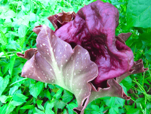 Elephant Foot Yam, Amorphophallus paeoniifolius