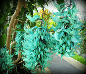 Jade Vine, Strongylodon macrobotrys