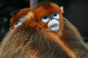 Yunnan Golden Monkey, Rhinopithecus roxellana