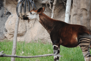 Okapi, Okapia johnstoni