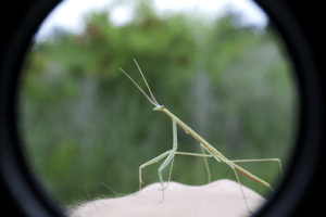 Brunner's Mantis, Brunneria borealis