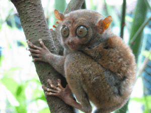 Tarsier