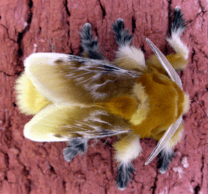 Southern Flannel Moth, Megalopyge opercularis