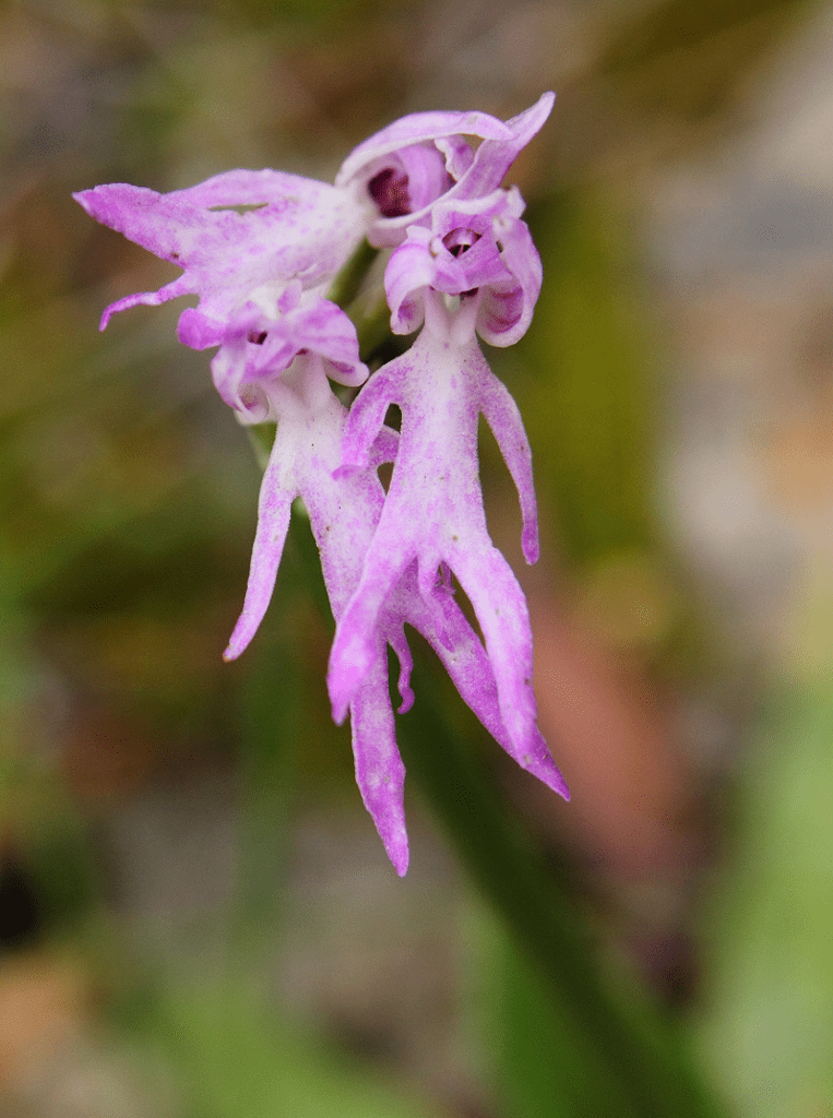 Naked Man Orchid L Hilarious Orchid Our Breathing Planet