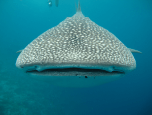 Whale Shark, Rhincodon typus