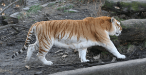 Golden Tabby Tiger