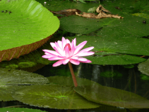 Victoria amazonica