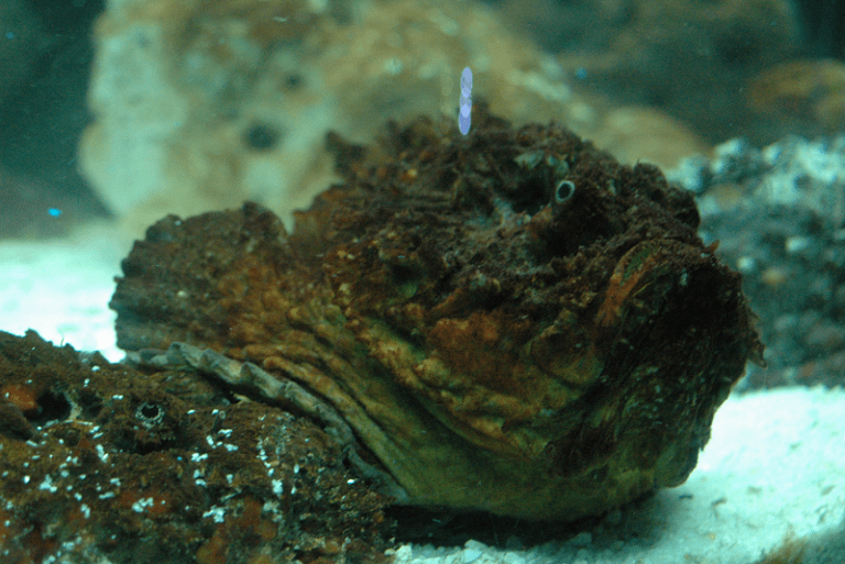 Stonefish l Extremely Deadly Fish - Our Breathing Planet