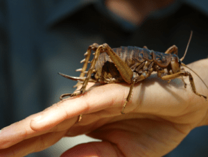 Giant Weta