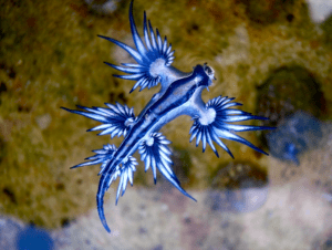 Sea Swallow, Glaucus atlanticus