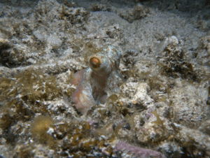 Caribbean Reef Octopus, Octopus briareus