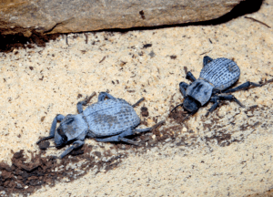 Blue Death Feigning Beetle, Asbolus verrucosus