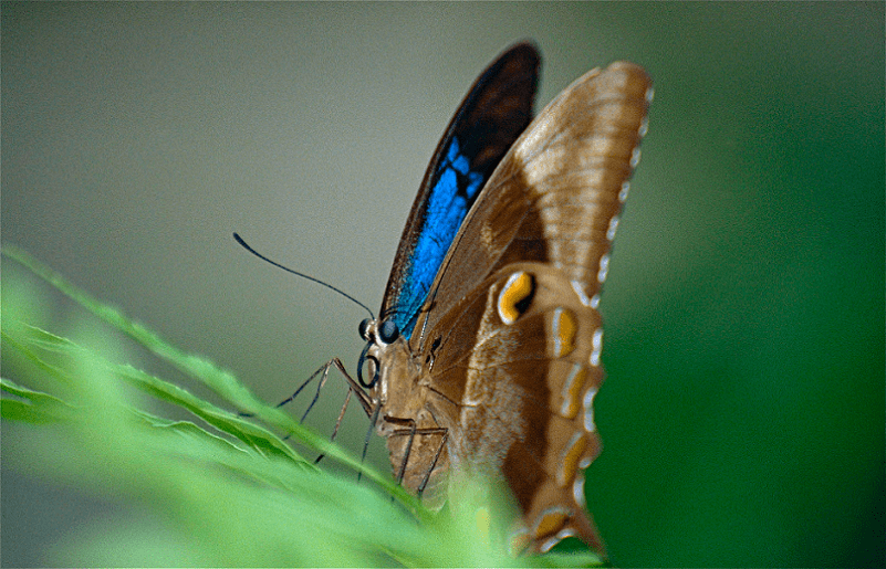 Ulysses Butterfly Facts