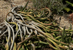 Euphorbia Caput Medusa