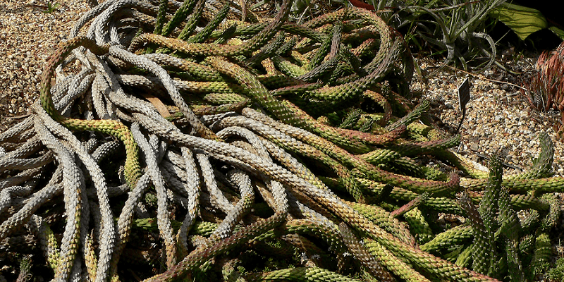 Euphorbia Caput Medusa