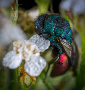 Cuckoo Bee