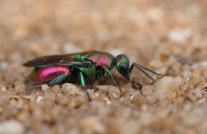 Cuckoo Wasp