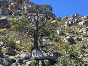 Clanwilliam Cedar, Widdringtonia wallichii