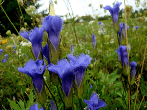 Fringed Gentian, Gentianopsis crinita