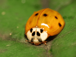 Multicolored Asian Lady Beetle, Harmonia axyridis