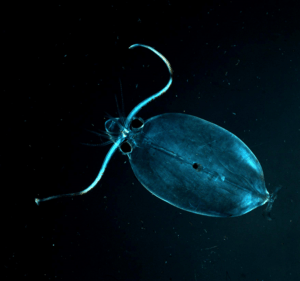 Glass Squid, Cranchiidae