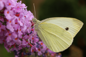 Cabbage White Butterfly, Pieris rapae