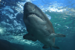 Great White Shark, Carcharodon carcharias