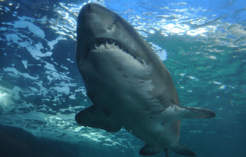 4 Startling Atlantic Ocean Sharks