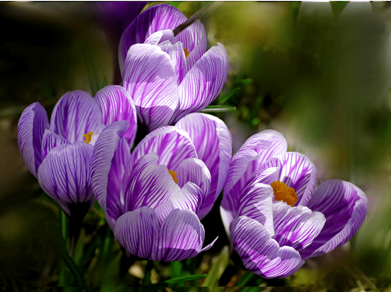 Crocus l Highly Popular In Gardens - Our Breathing Planet