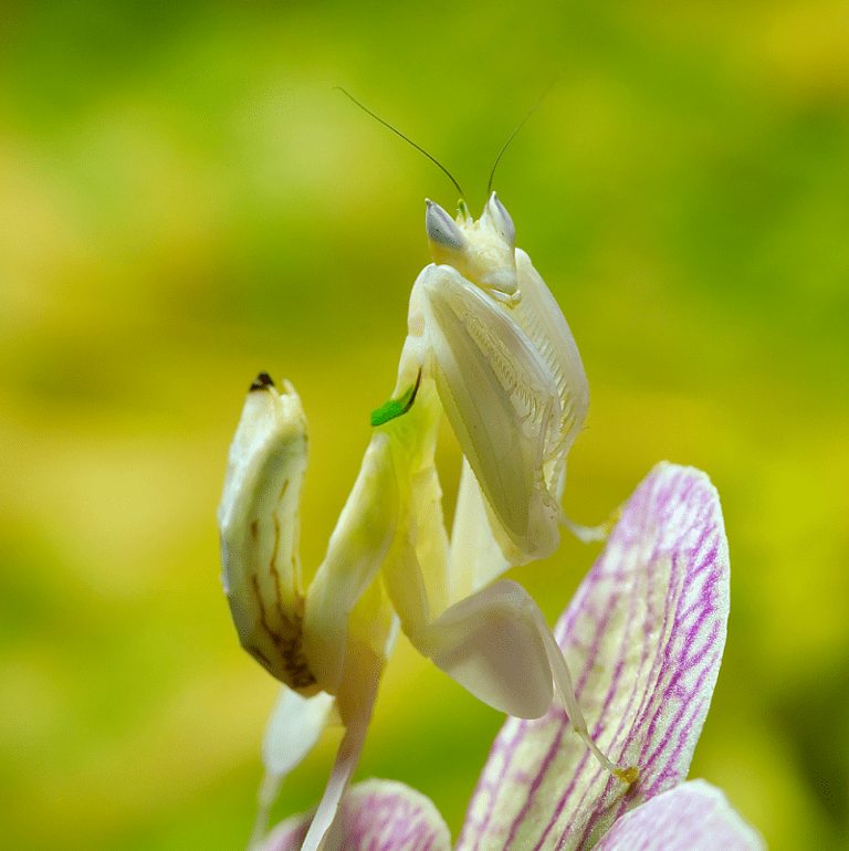 Orchid Mantis Stunning Camouflage Our Breathing Planet 0935