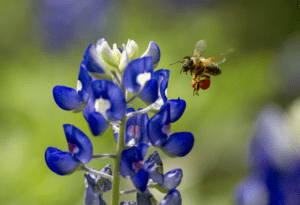 Texas Bluebonnet, Lupinus texensis