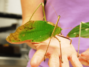 Giant Katydid, Stilpnochlora couloniana