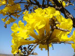 Tabebuia