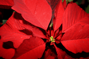 Poinsettia, Euphorbia pulcherrima