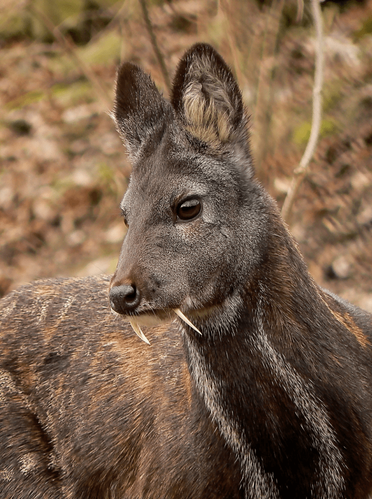 kashmir-musk-deer-l-fascinating-deer-our-breathing-planet